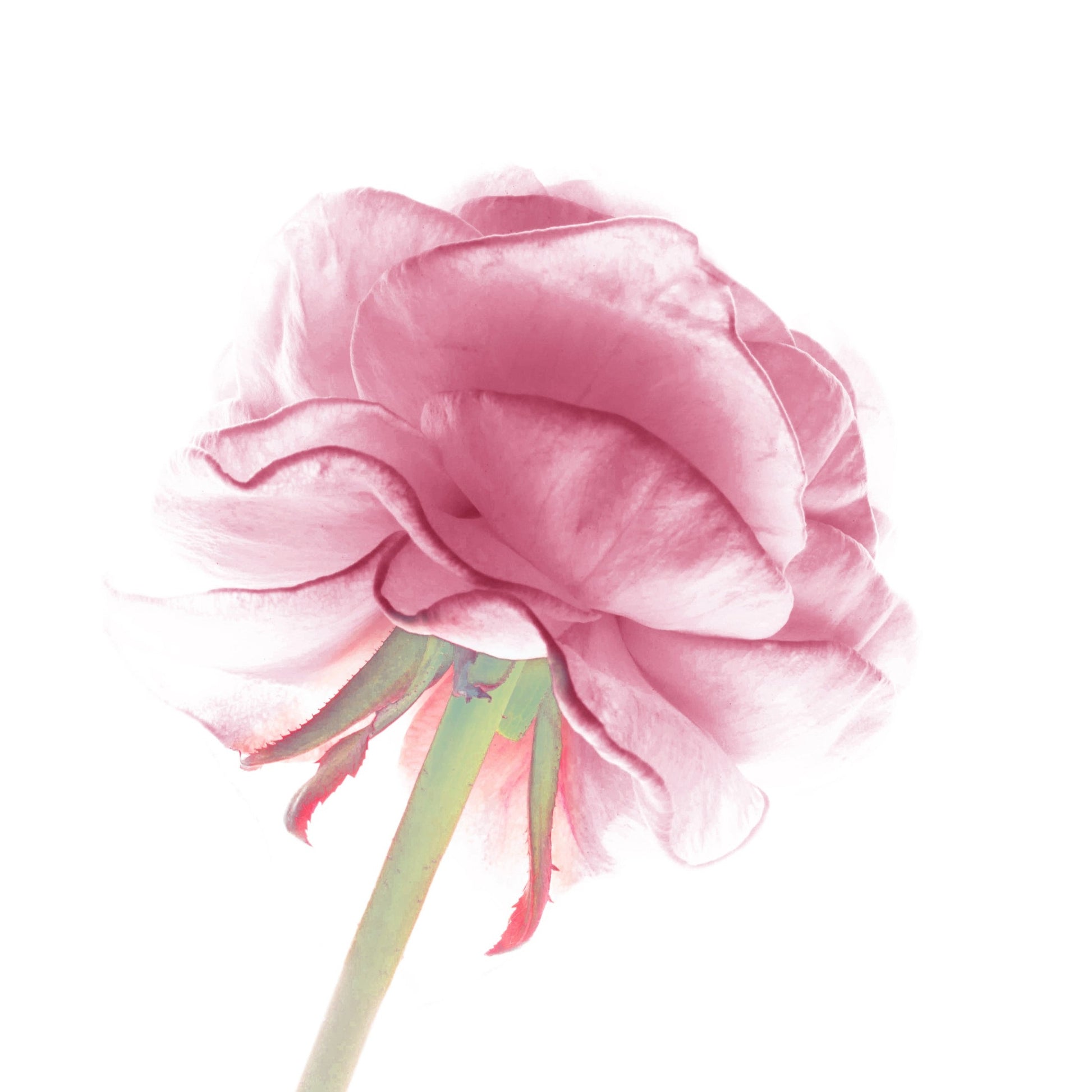 ye22-eaudeparfum-upperwestside-flower