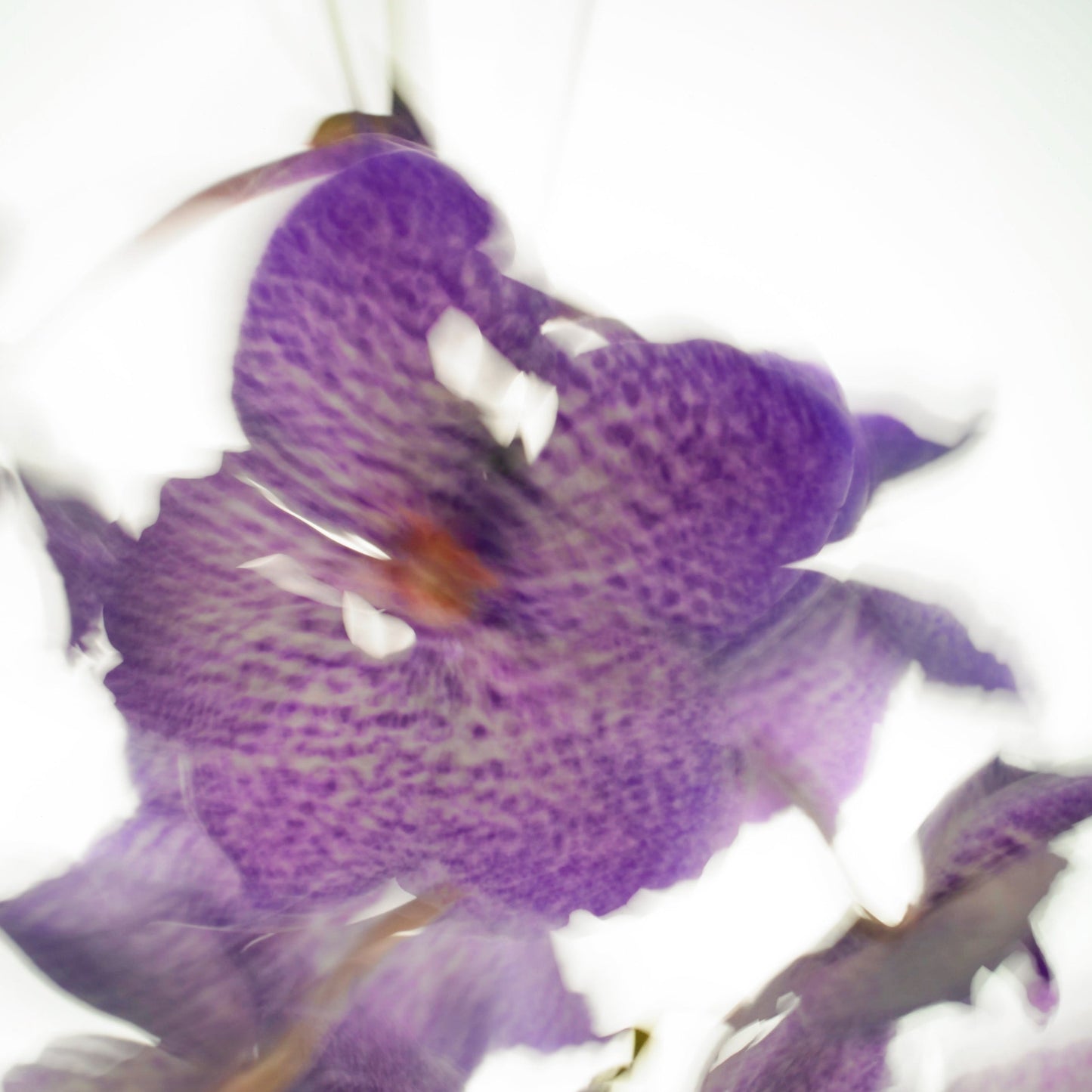 ye22-eaudeparfum-villefranche-sur-mer-flower