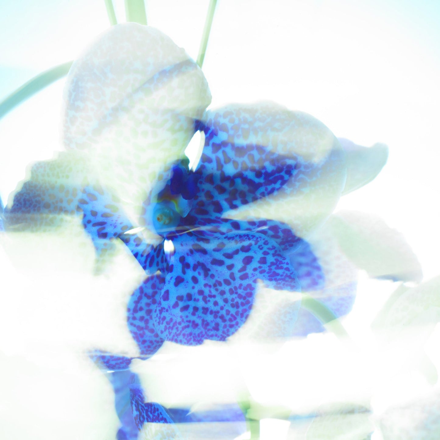 ye22-parfumshower-villefranche-sur-Mer-flower